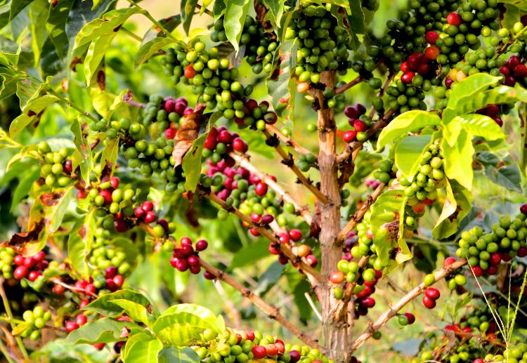 Arabica (the coffee beans typically grown in Colombia) is not native to Colombia. It originated in Ethiopia and was brought to Colombia by Jesuit priests in the 16th century. Coffee trees were planted after Colombians were ordered to plant 3-4 trees as penance for confession. 